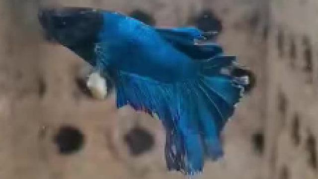 最下面的重刑犯是吧