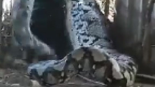 这么大的蛇？！！