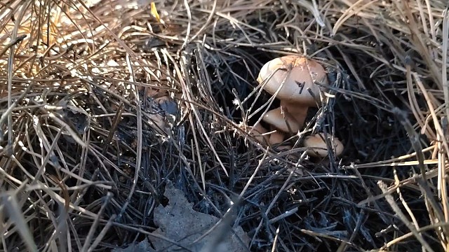 10月28号上山捡蘑菇