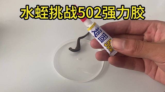 水蛭挑战502强力胶