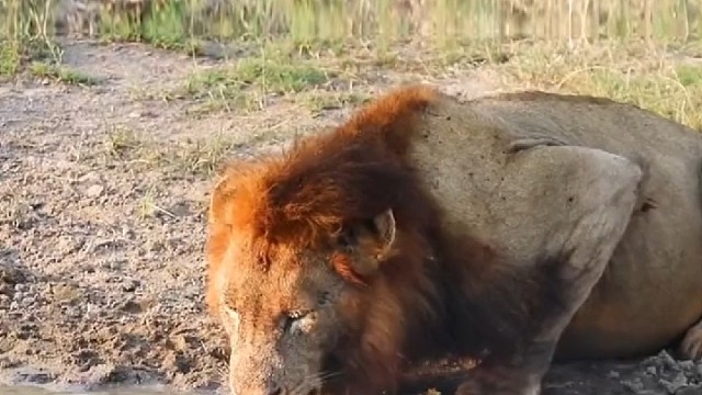 乌龟：狮子大哥，别光吃肉不喝汤啊。