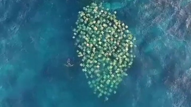 一群抹布随波逐流？原来是鳐鱼们在遛弯。