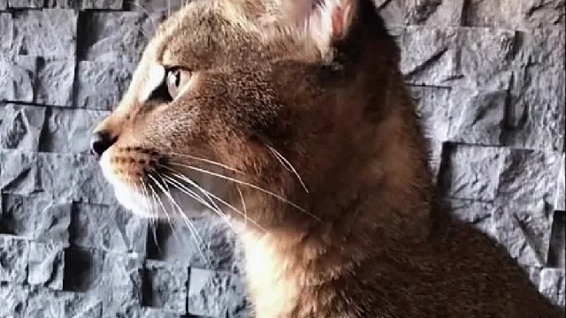 男友和女友吵架闹分手，没想到离开后猫猫整天拿女友撒气