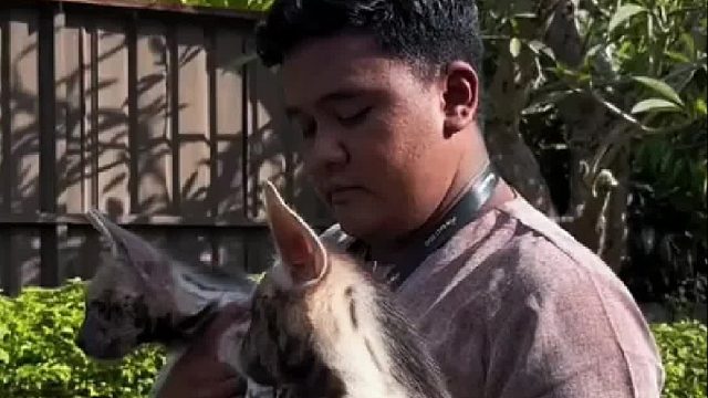 小哥生日非洲老铁送了两只小土狗，越养越奇怪无奈只好忍痛割爱