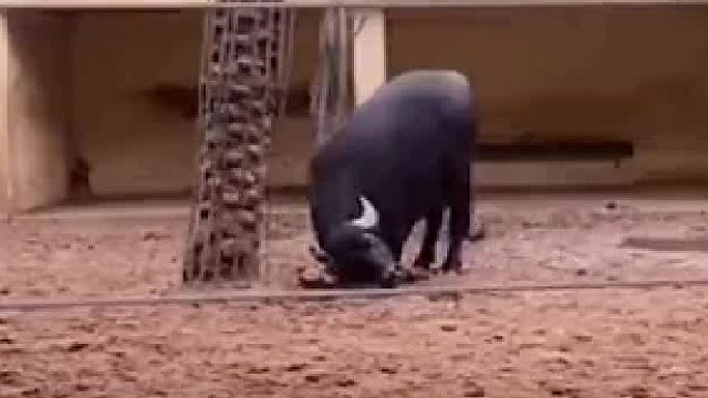 成功了牛高兴的笑了