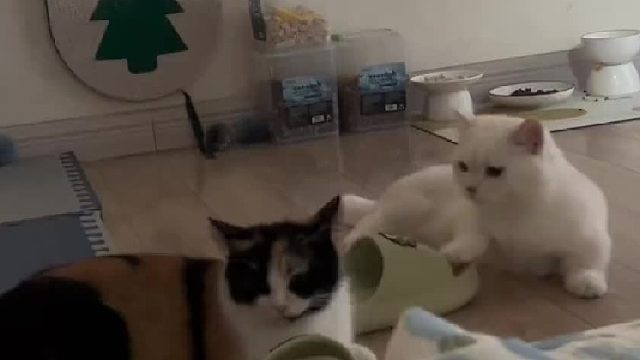 白猫：刨掉你面前的空气让你窒息