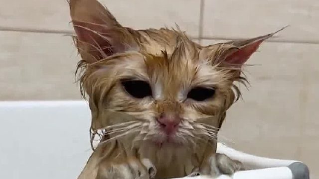 芒果核：找到战胜胜男的秘密，嗷呜