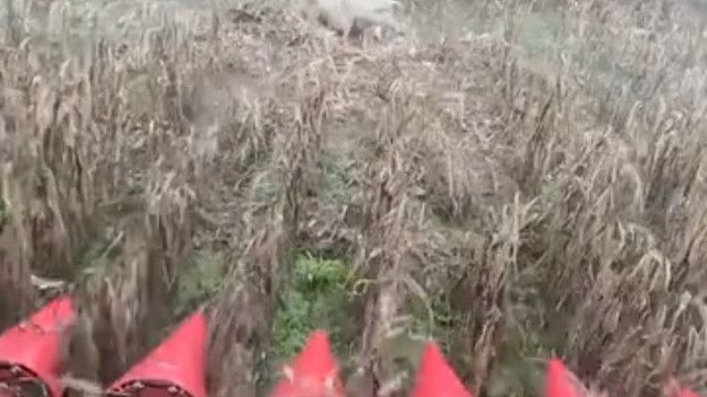 收获农作物，遇到母猪带幼崽，该怎么办……