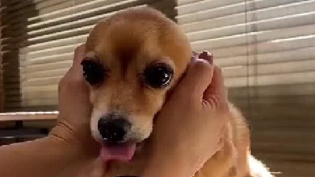 大耳朵呼扇呼扇的，要起飞啦