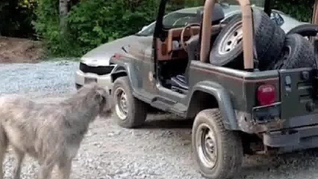 狗：跟我可不相干