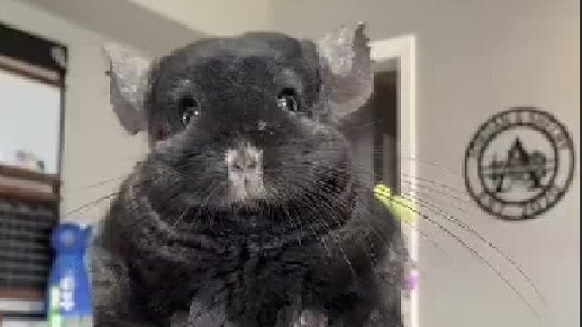 试图让龙猫拿棍子，太有个性了