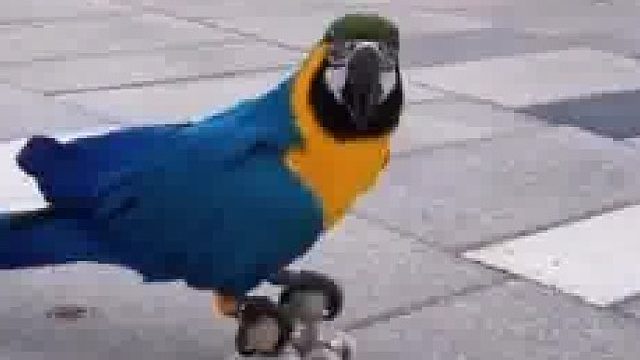 鹦鹉也喜欢滑旱冰