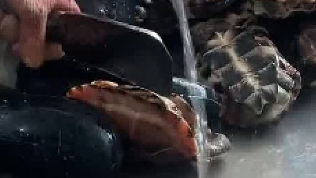 龟：破防了家人们