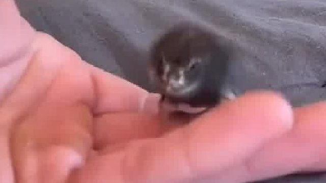 国外小哥在后山捡到只小鸟，养大后才发现是漂亮的鹌鹑