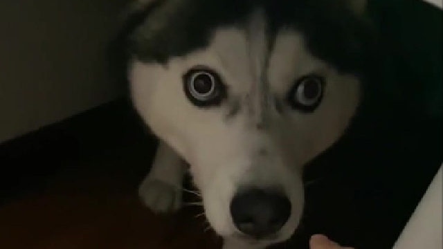 哈士奇是有多贱