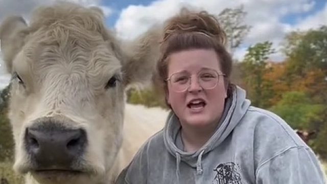 嘿‼️牛牛只是大一点的狗狗而已