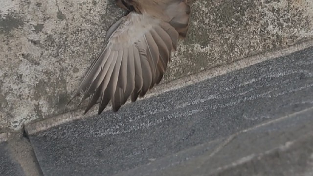 回来路上看到了只死掉的麻雀