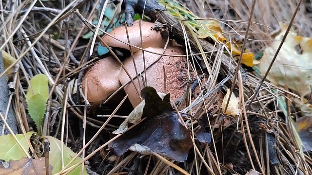 捡蘑菇需要心境