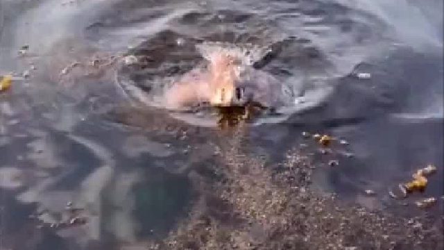 暖心！这只猛禽坠海遇险后，主动游向岸边求助人类