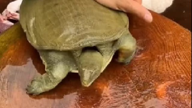 小时候家里杀甲鱼做汤也是那个食物引诱它伸出头