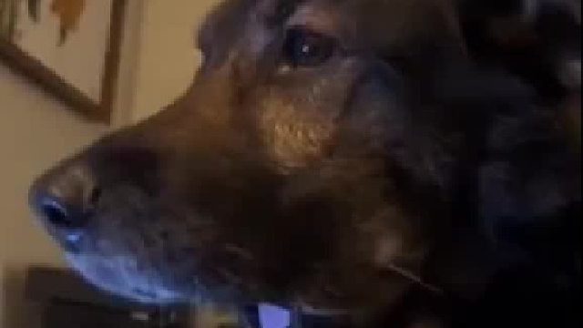 这年头狗子也视频了