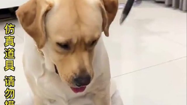 这年头连狗子都不好骗了