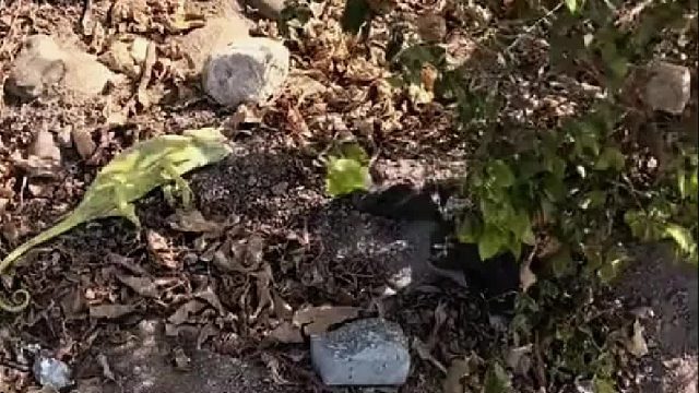 国外大叔救下一只奄奄一息的变色龙，带回家收养后意外收到一份工作