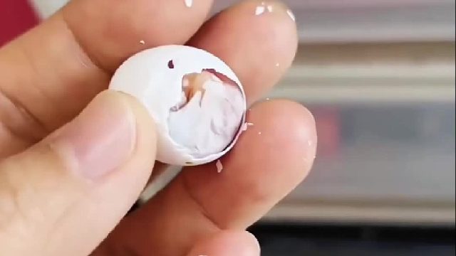 小姐姐在花园打扫时捡到一颗奇怪的蛋蛋，孵化出来后的样子让小姐姐哭笑不得