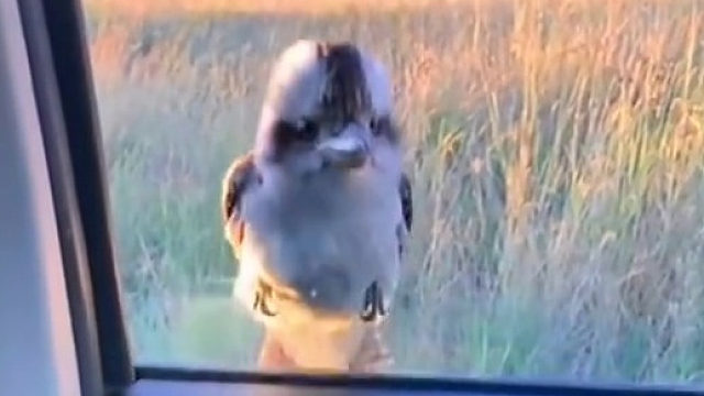 这只鸟感觉惹不起的样子