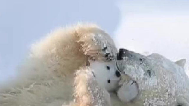 好温馨好可爱的北极熊……