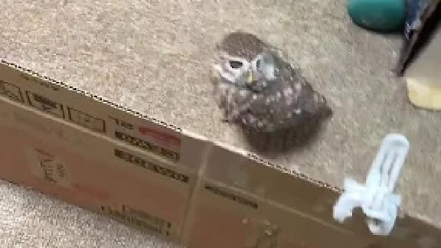 这是谁家的小可爱啊……