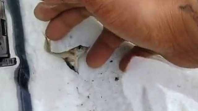 活不长这种畸形的生物