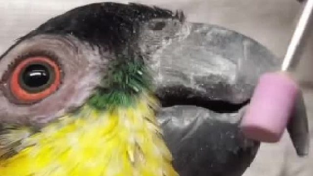 磨嘴壳都这么配合的宝宝