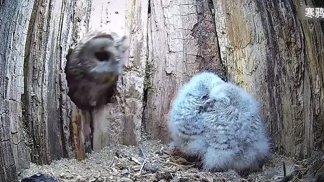 猫头鹰在树洞巢产崽，被寒鸦用树枝堵死两次，动物育儿太难了