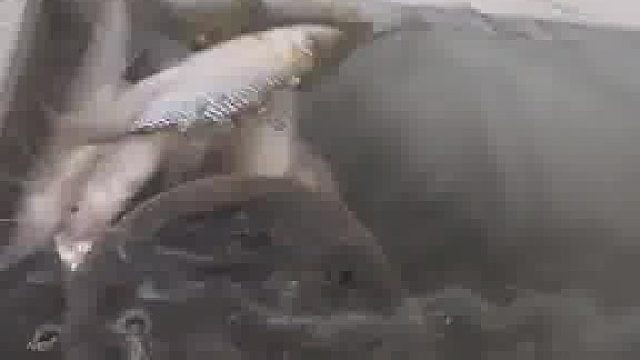 小鱼：我活了，我死了，我又活了，我又死了……