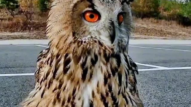 虽然和人类有了感情，但大自然才是它的归宿……