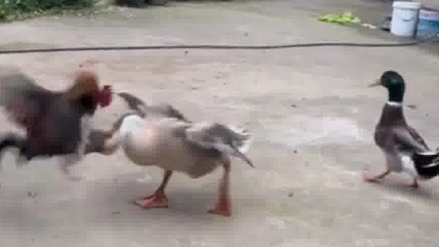 鸡鸭鹅的三角关系……