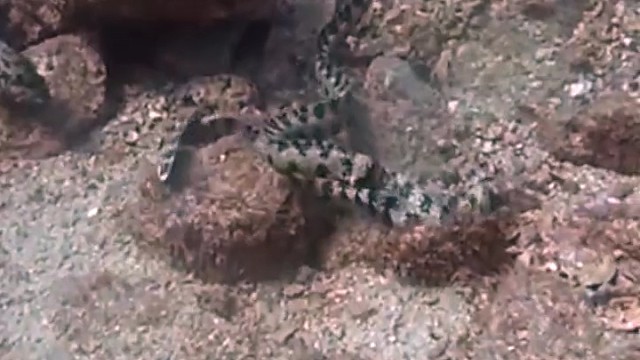 2只雪花鳗鱼一言不合就打架。