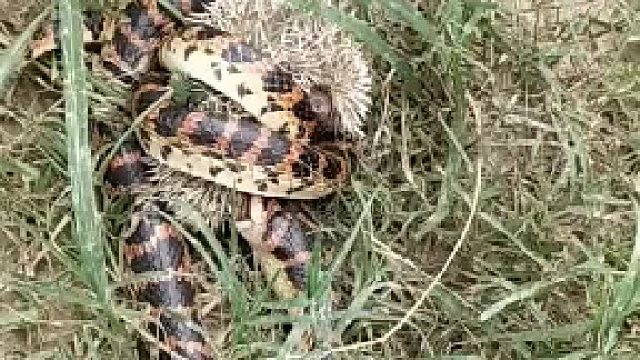 刺猬这一身刺，蛇怎么能緾住了，还打算吃……