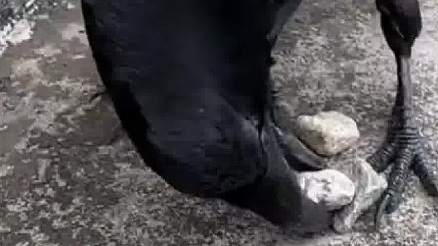 乌鸦喝水是真的