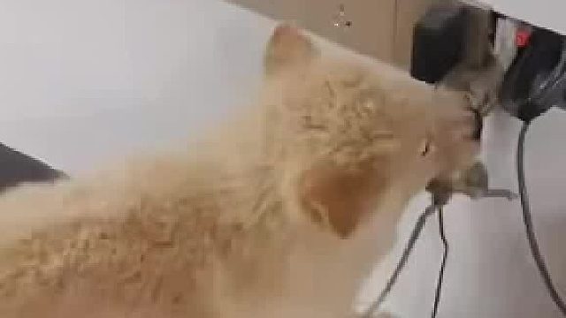 耗子：你不要再拽了，我都要成鼠条了