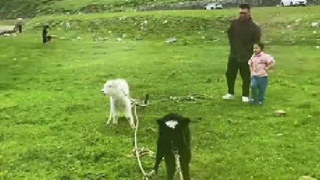 小女孩逗小牛完败，网友：双方父母都没有过多参与