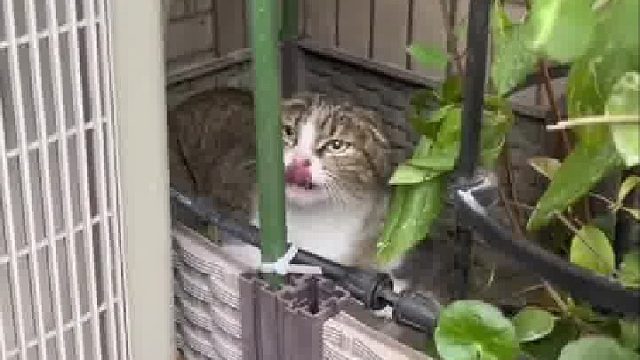 小区里投喂又凶又馋流浪猫