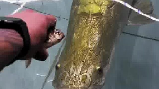 巨骨舌鱼进食震撼瞬间