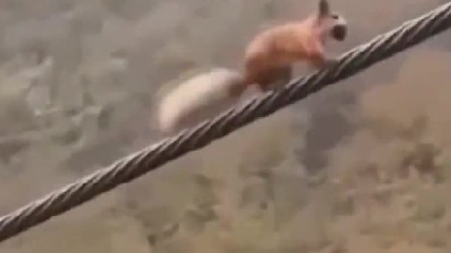 一只松鼠误上缆车绳索，疲于奔命仍在原点，“就算深陷绝境也不失求生的勇气”