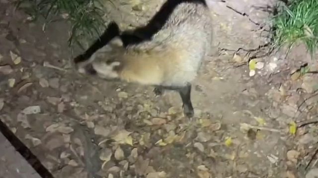 紫金山上又见不怕人的小动物，游客拍下视频猜测“你究竟是个啥～”