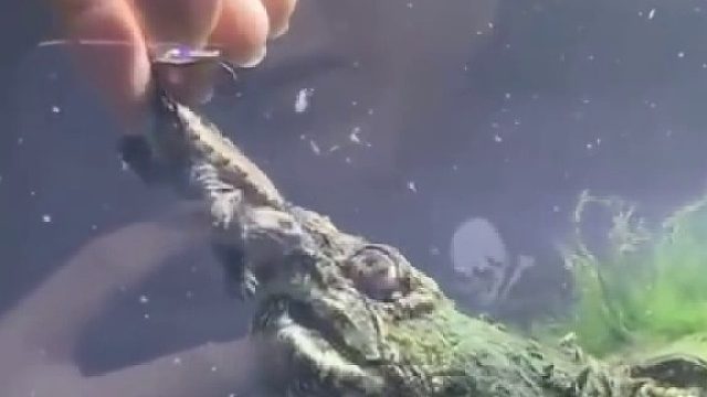 虎毒不食子，鳄龟也不例外