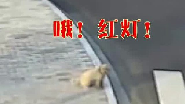 狗：阎王让你三更死，谁也不敢留你到五更啊