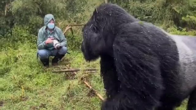 这大家伙的威慑力还是比较厉害的。