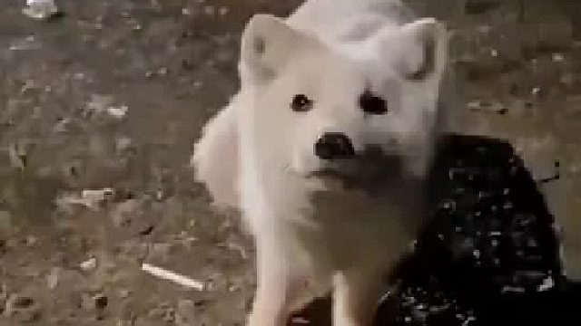 这样子怎么迷惑纣王